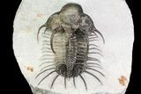 New Trilobite Species (Affinities to Quadrops) #69581-9